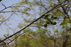 Miliusa tomentosa